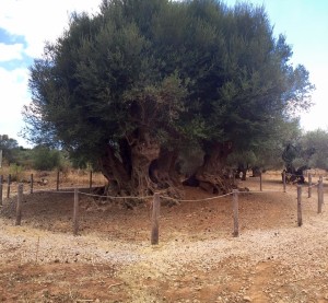 Samonas monumental olive tree